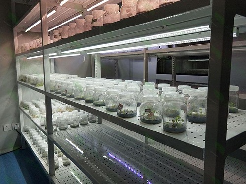 徐州植物组织培养实验室设计建设方案